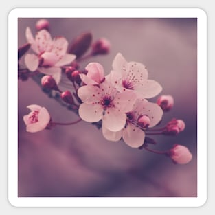 Blossom Sticker